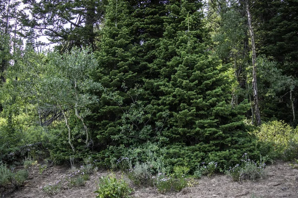 Eine Natürliche Landschaft Aus Wachsenden Bäumen Tiefen Wald — Stockfoto