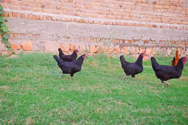 Chickens Standing Green Meadow — Stock Photo, Image