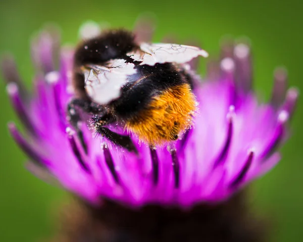 Ett Makro Skott Bombus Terrestris Eller Stora Jorden Humla Pollinera — Stockfoto