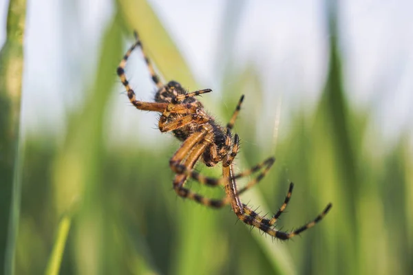自然環境にぶら下がっているクモ — ストック写真