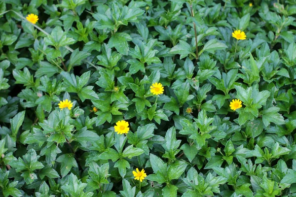 Pemandangan Indah Bunga Aster Kuning Dengan Daun Hijau — Stok Foto