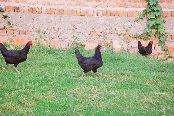Κοτόπουλα Που Στέκονται Στο Πράσινο Λιβάδι — Φωτογραφία Αρχείου