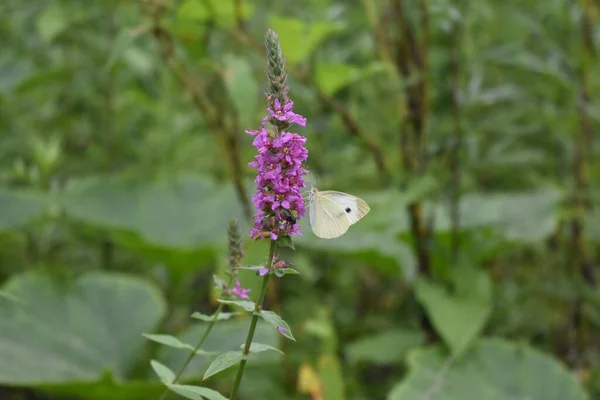 Closeup Beautiful Vibrant Purple Plant Growing Garden Small Butterfly Next — Stock Photo, Image