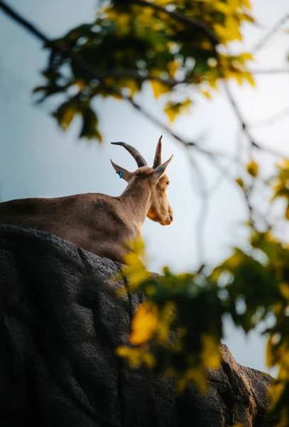 Una Vista Trasera Una Hermosa Cabra Alpina Francesa Color Marrón — Foto de Stock