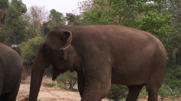 Grupo Elefantes Africanos — Vídeos de Stock