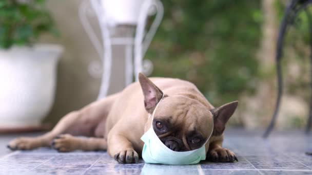 Lindo Perro Sentado Suelo — Vídeos de Stock