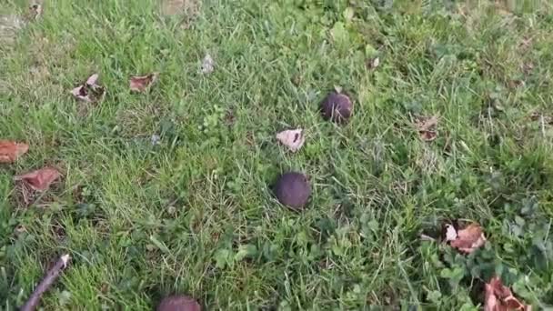 Close View Woman Collecting Rotten Apples Meadow — Stock videók