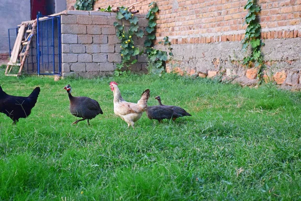 Kycklingarna Och Små Kalkonerna Trädgården — Stockfoto
