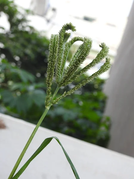 若いラギやヒキガエルの穀物の美しい植物のクローズアップ — ストック写真