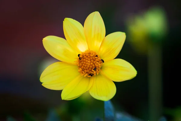 背景がぼやけている黄色のダリアの花のクローズアップショット — ストック写真