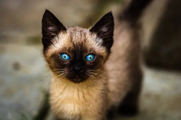 Ein Siamesisches Kätzchen Mit Blauen Augen — Stockfoto