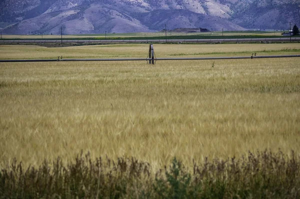 Campo Trigo Con Montañas Rocosas Fondo —  Fotos de Stock