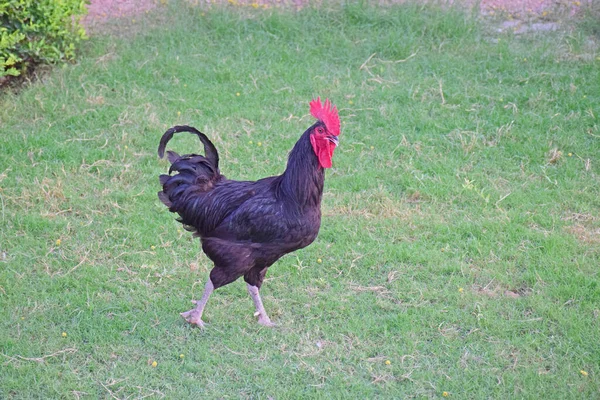 Een Enkele Zwarte Haan Staan Groene Weide Tuin — Stockfoto