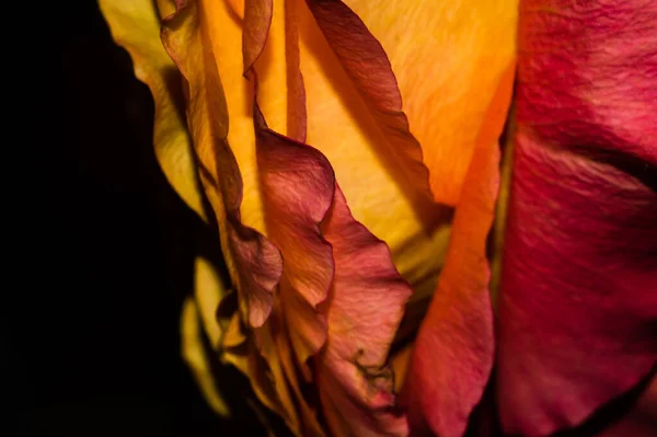 Closeup Dried Petals Rose Black Blurry Background — Stock Photo, Image