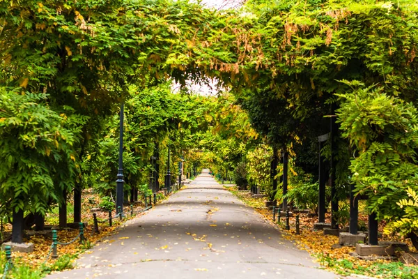 Leere Gasse Cismigiu Park Bukarest Der Hauptstadt Rumäniens — Stockfoto