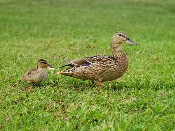 Pato Reais Com Patinho Numa Relva Verde — Fotografia de Stock