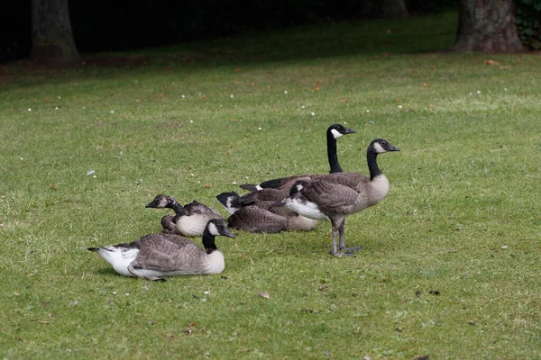 Ein Malerischer Blick Auf Gänse Auf Dem Feld — Stockfoto