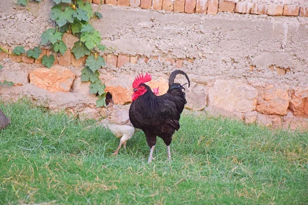 Chickens Standing Green Meadow — Stock Photo, Image