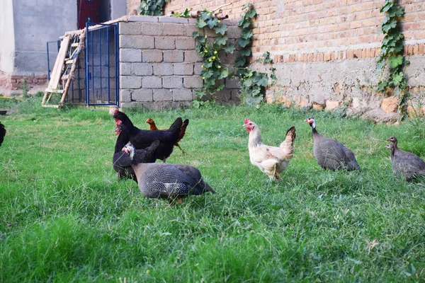 后院的小鸡和小火鸡 — 图库照片