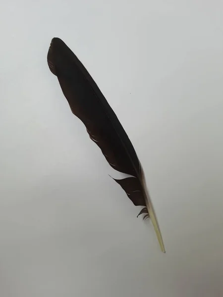 Uma Vista Superior Uma Única Pena Pássaro Corvo Preto Isolado — Fotografia de Stock