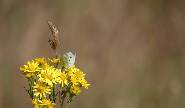 一只白色的小蝴蝶栖息在一种普通的花生酱植物上 — 图库照片