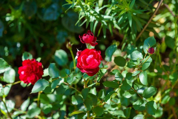 Närbild Vackra Röda Rosor Som Växer Trädgård Solens Strålar — Stockfoto