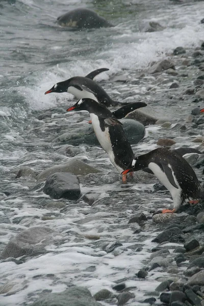 Egy Függőleges Lövés Aranyos Pingvinek Ugrás Óceánba Strandon Antarktiszon — Stock Fotó