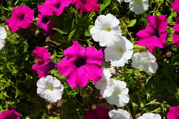 Una Vista Panorámica Flores Coloridas Petunia Con Hojas Verdes Aire —  Fotos de Stock