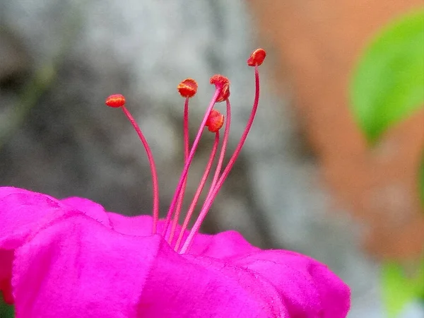 Bulanık Arkaplanı Olan Güzel Mor Bir Gülün Taç Yaprağının Güzelliğinde — Stok fotoğraf