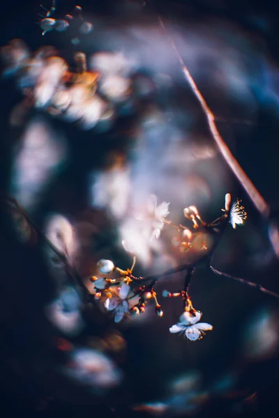 美しい桜の木のクローズアップは 美しい春の花の背景でした — ストック写真