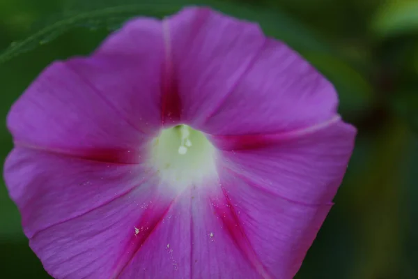 Una Macro Toma Una Hermosa Flor Rosa Aromática Ipomoea Aislada — Foto de Stock