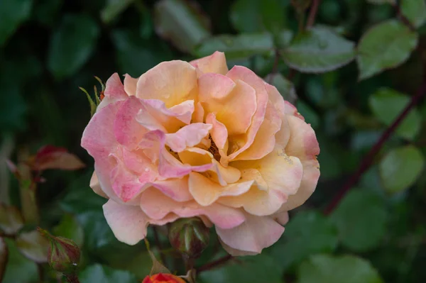 Primer Plano Una Flor Amarilla Floribunda Rose Amber Queen —  Fotos de Stock