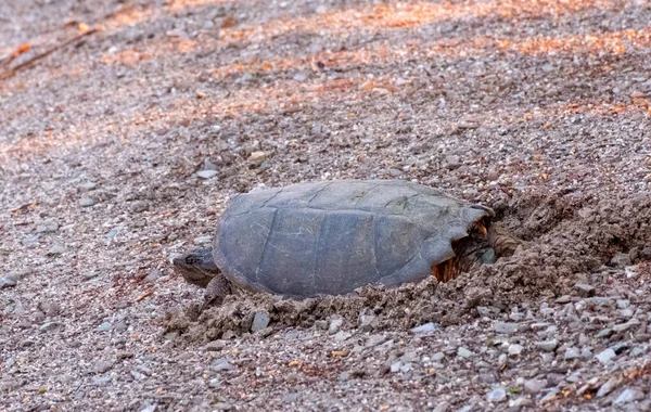 Closeup Shot Turtle Struggling Sand Day — Stock Photo, Image