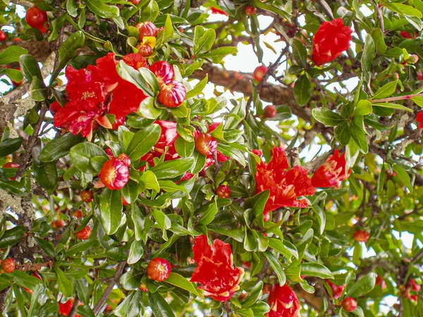 Πανέμορφα Κόκκινα Κινέζικα Άνθη Ιβίσκου Στον Κήπο — Φωτογραφία Αρχείου