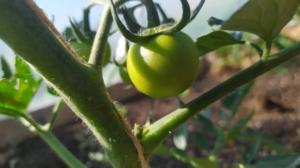 온실에서 토마토가 — 스톡 사진