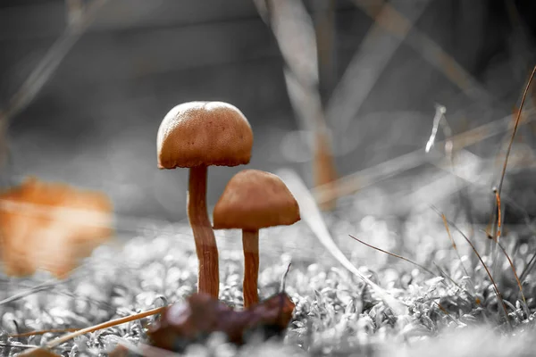 Een Close Shot Van Kleine Schattige Wilde Paddestoelen Het Bos — Stockfoto