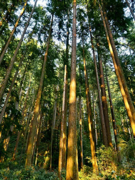 Auf Einem Wanderweg Shoreline Forest Washington — Stockfoto