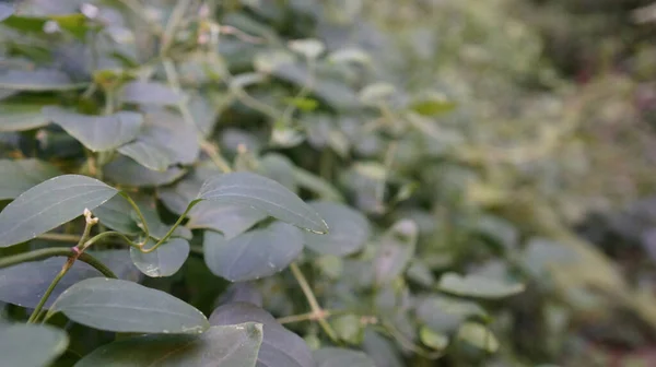 Une Prise Vue Sélective Des Feuilles Plantes Dans Champ Agricole — Photo