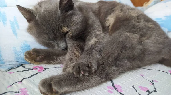 かわいい灰色の猫がベッドの上に休んで — ストック写真