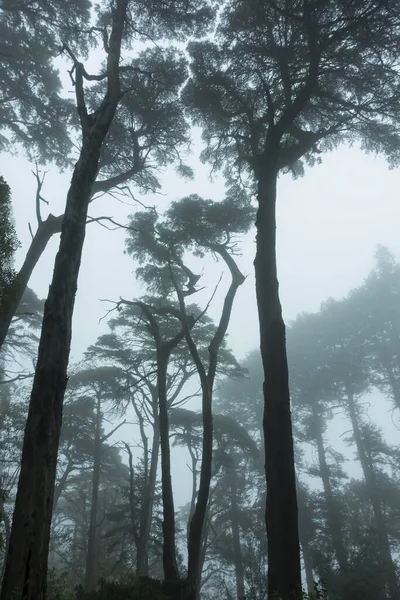 Вертикальный Снимок Леса Покрытого Туманом Мрачный День Синтре Португалия — стоковое фото