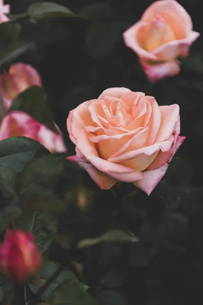 Vertikal Bild Blommande Rosa Floribunda Ros Trädgård — Stockfoto