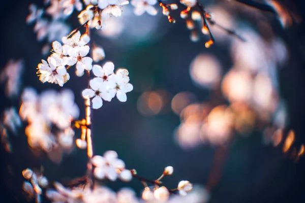 Tiro Close Uma Bela Cerejeira Florida Era Uma Bela Primavera — Fotografia de Stock