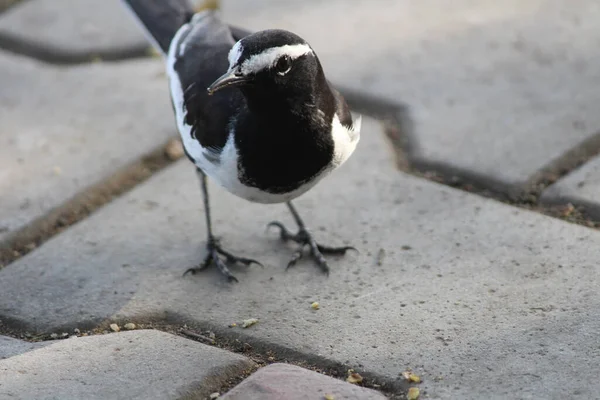 Primer Plano Pájaro Urraca Pavimento Día Soleado — Foto de Stock