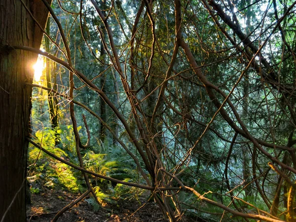 Hiking Trail Shoreline Forest Washington — Stock Photo, Image