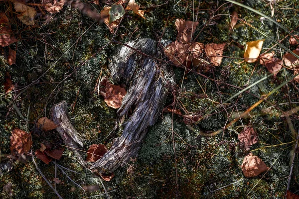 Kuru Dallar Yapraklarla Ormanın Zeminine Yakın Çekim Güzel Bir Sonbahar — Stok fotoğraf