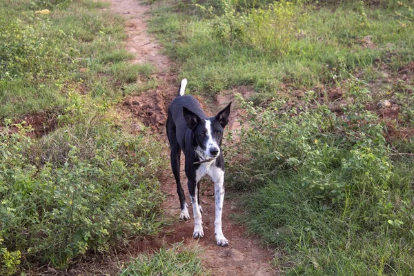 Chien Domestique Noir Blanc Mignon Debout Dehors — Photo