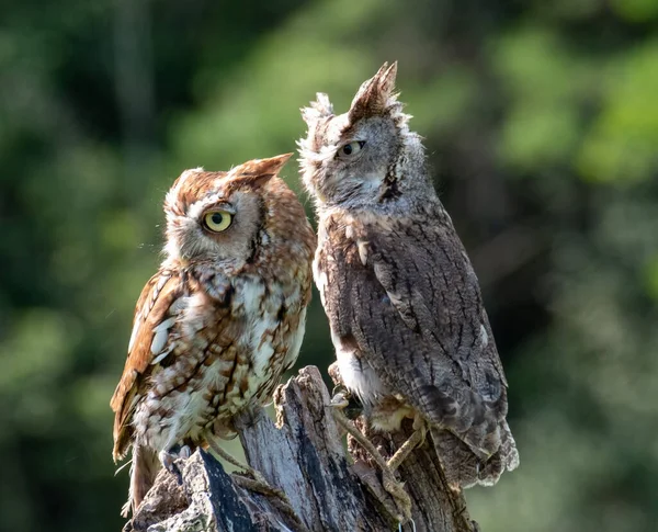 Beautiful Shot Owls Forest Day — Stock Photo, Image