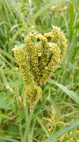 Vertical Shot Finger Millet Growing Field Green Background — Stock Photo, Image