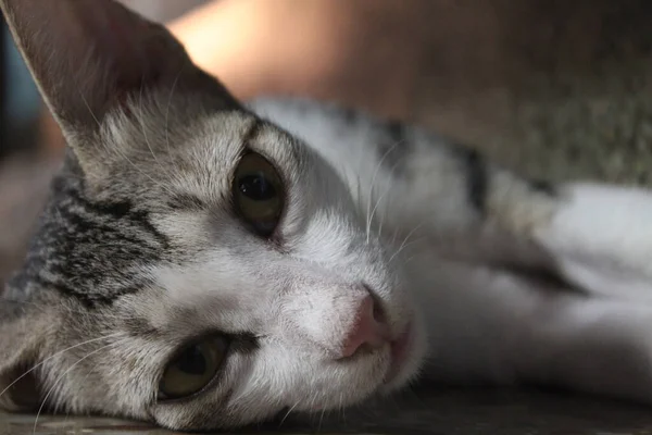 床に横たわっているかわいい白と茶色の眠い猫のクローズアップショット — ストック写真