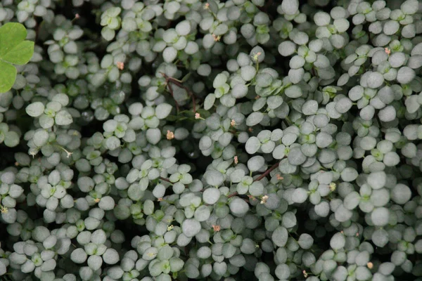 Egy Közeli Felvétel Friss Lombozat Pilea Libanensis — Stock Fotó